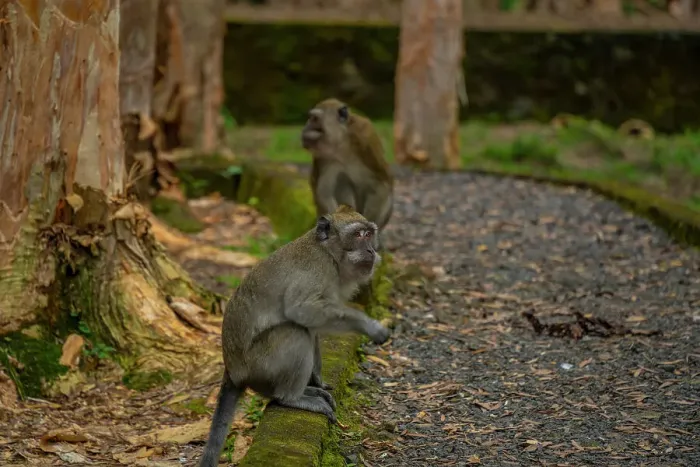 Framed Print : View of Mauritius Cynomolgus Monkey (Crab-eating Macaque), Savanne District, Mauritius, Indian Ocean, Africa Framed Print : View of Mauritius Cynomolgus Monkey (Crab-eating Macaque), Savanne District, Mauritius, Indian Ocean, Africa