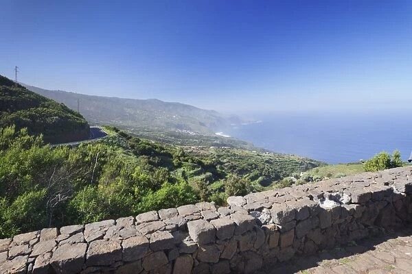 View from Mirador de la Tosca over the north coast, Canarian dragon tree (Dracaena draco)