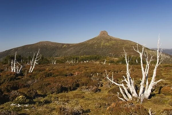 View of Mount Pelion East, 1433m, from Mount Ossa, on the overland track in Cradle Mountain Lake St
