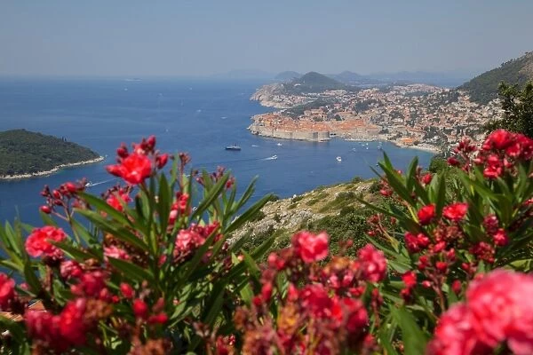 View of Old Town from above town, UNESCO World Heritage Site, Dubrovnik, Dalmatian Coast, Dalmatia, Croatia, Europe