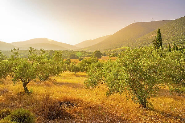 View of olive groves near Poulata, Kefalonia, Ionian Islands, Greek Islands, Greece, Europe