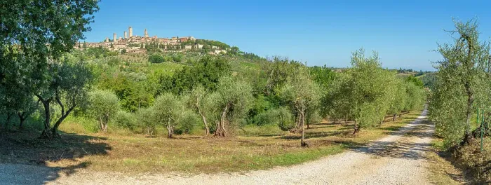 Framed Print : View of olive groves and San Gimignano, San Gimignano, Province of Siena, Tuscany, Italy, Europe Framed Print : View of olive groves and San Gimignano, San Gimignano, Province of Siena, Tuscany, Italy, Europe