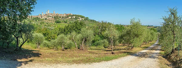 View of olive groves and San Gimignano, San Gimignano, Province of Siena, Tuscany, Italy, Europe