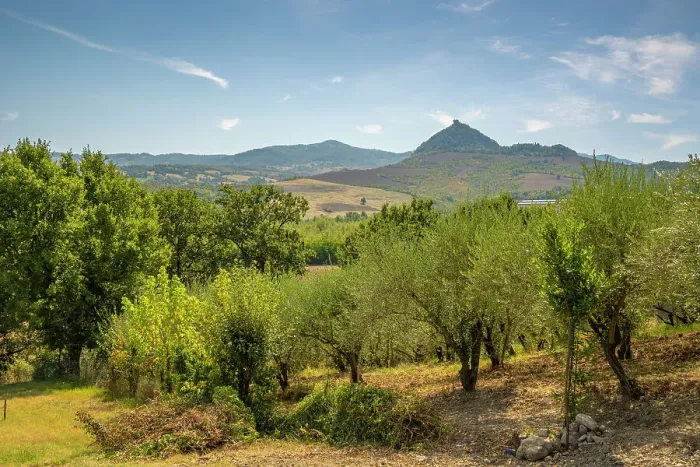 Framed Print : View of olive trees and countryside towards San Leo, Province of San Rimini, Emilia-Romagna, Italy, Europe Framed Print : View of olive trees and countryside towards San Leo, Province of San Rimini, Emilia-Romagna, Italy, Europe