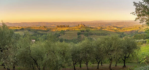 View of olive trees, vineyards and landscape near San Gimignano at sunset, San Gimignano, Province of Siena, Tuscany, Italy, Europe