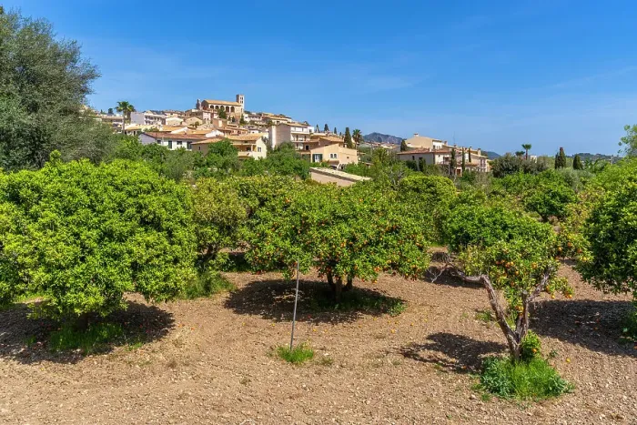 Framed Print : View of orange trees at hilltop town of Selva, Majorca, Balearic Islands, Spain, Mediterranean, Europe Framed Print : View of orange trees at hilltop town of Selva, Majorca, Balearic Islands, Spain, Mediterranean, Europe