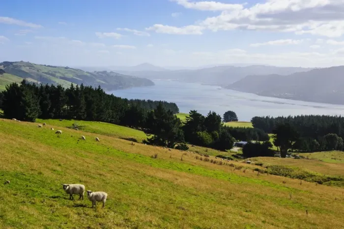 Framed Print : View over the Otago Peninsula, Otago, South Island, New Zealand, Pacific Framed Print : View over the Otago Peninsula, Otago, South Island, New Zealand, Pacific