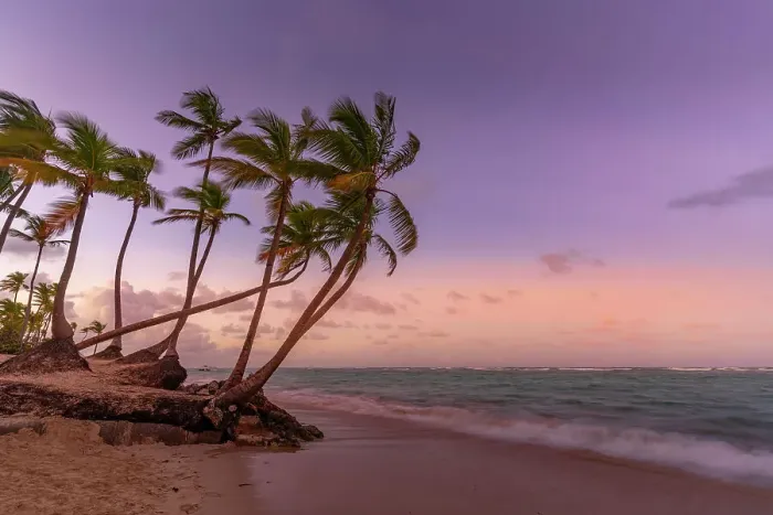 Framed Print : View of palm trees on Bavaro Beach at sunset, Punta Cana, Dominican Republic, West Indies, Caribbean, Central America Framed Print : View of palm trees on Bavaro Beach at sunset, Punta Cana, Dominican Republic, West Indies, Caribbean, Central America