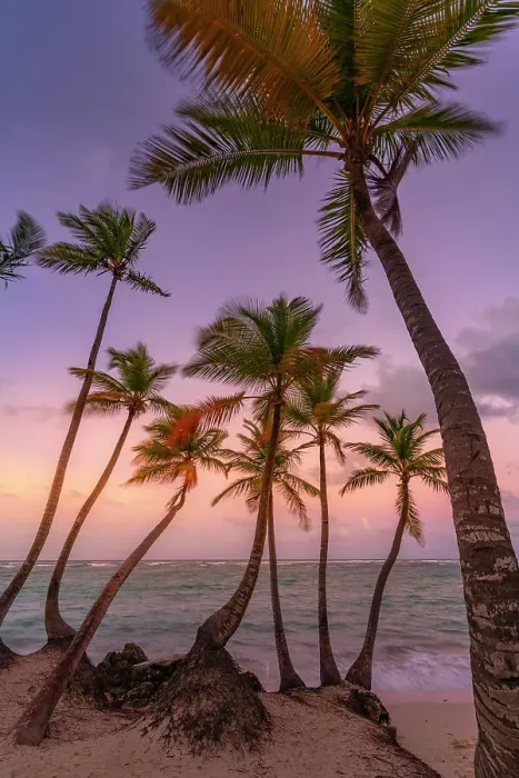 Framed Print : View of palm trees on Bavaro Beach at sunset, Punta Cana, Dominican Republic, West Indies, Caribbean, Central America Framed Print : View of palm trees on Bavaro Beach at sunset, Punta Cana, Dominican Republic, West Indies, Caribbean, Central America