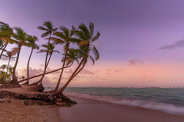 View of palm trees on Bavaro Beach at sunset, Punta Cana, Dominican Republic, West Indies, Caribbean, Central America