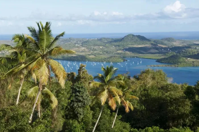 Framed Print : View over palm trees, Cul de Sac Du Marin, Martinique, French Overseas Department Framed Print : View over palm trees, Cul de Sac Du Marin, Martinique, French Overseas Department
