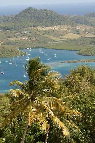 View over palm trees, Cul de Sac Du Marin, Martinique, French Overseas Department