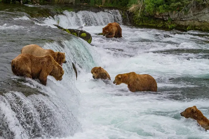 Framed Print : View from Park Service platform where adult brown bears (Ursus arctos) forage for salmon, Katmai National Park, Alaska, United States of America Framed Print : View from Park Service platform where adult brown bears (Ursus arctos) forage for salmon, Katmai National Park, Alaska, United States of America