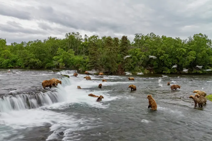 Framed Print : View from Park Service platform where adult brown bears (Ursus arctos) forage for salmon, Katmai National Park, Alaska, United States of America