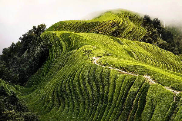 Top view of a path in the Longsheng rice terraces also known as Dragon