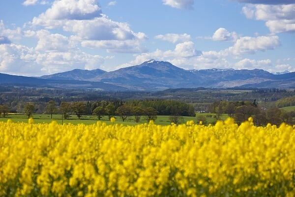 View of Perthshire Mountains and Rape field (Brassica napus) in foreground, Scotland