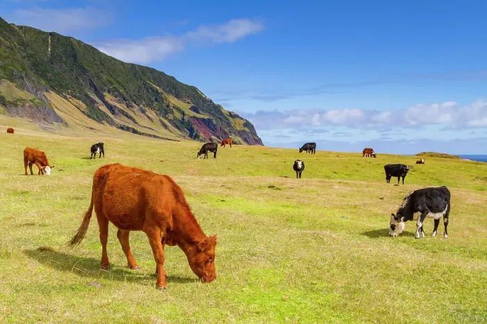 Framed Print : View of the potato patch on Tristan da Cunha, the most remote inhabited location on Earth, Tristan da Cunha, South Atlantic Ocean Framed Print : View of the potato patch on Tristan da Cunha, the most remote inhabited location on Earth, Tristan da Cunha, South Atlantic Ocean