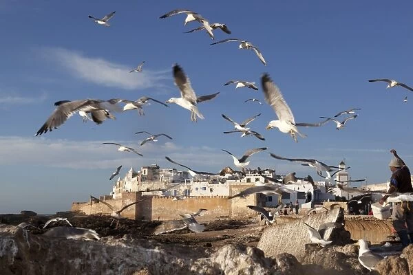 View to the ramparts and medina with seagulls, Essaouira, Atlantic coast, Morocco, North Africa, Africa