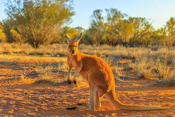 Side view of red adult kangaroo (Macropus rufus) standing on the red sand of Outback