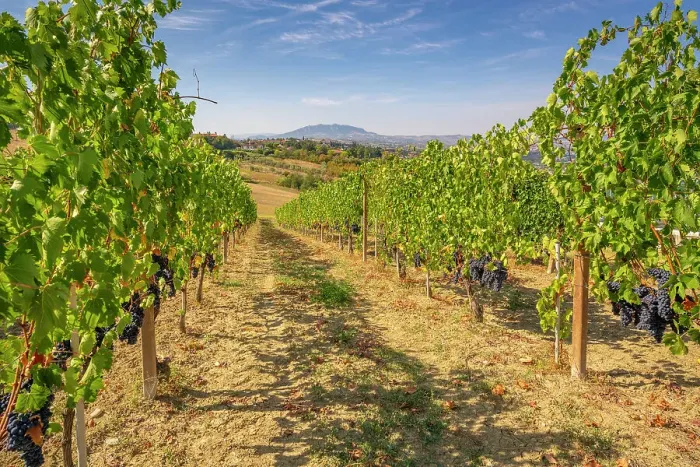 Framed Print : View of red grapes in vineyard near Torraccia and San Marino in background, San Marino, Italy, Europe Framed Print : View of red grapes in vineyard near Torraccia and San Marino in background, San Marino, Italy, Europe