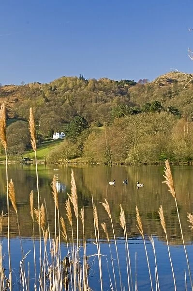 View through reeds, with wild ducks, across Lake Grasmere, Lake District National Park