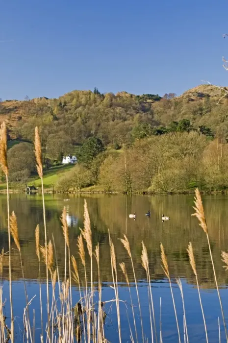 Framed Print : View through reeds, with wild ducks, across Lake Grasmere, Lake District National Park Framed Print : View through reeds, with wild ducks, across Lake Grasmere, Lake District National Park