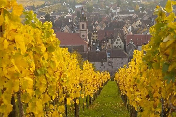 View of Riquewihr and vineyards in autumn, Riquewihr, Alsace, France, Europe