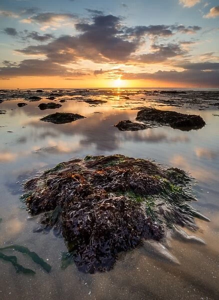 View of sandy beach and seaweed covered rock at sunset, Reculver, Kent, England, United Kingdom