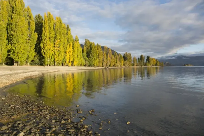 Framed Print : View along the shore of tranquil Lake Wanaka, autumn, Roys Bay, Wanaka, Queenstown-Lakes district Framed Print : View along the shore of tranquil Lake Wanaka, autumn, Roys Bay, Wanaka, Queenstown-Lakes district