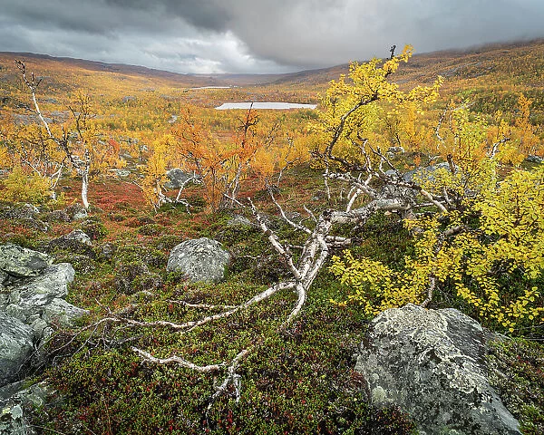 View of silver birch (Betula pendula) and fells, autumn colour, Norway, Scandinavia, Europe