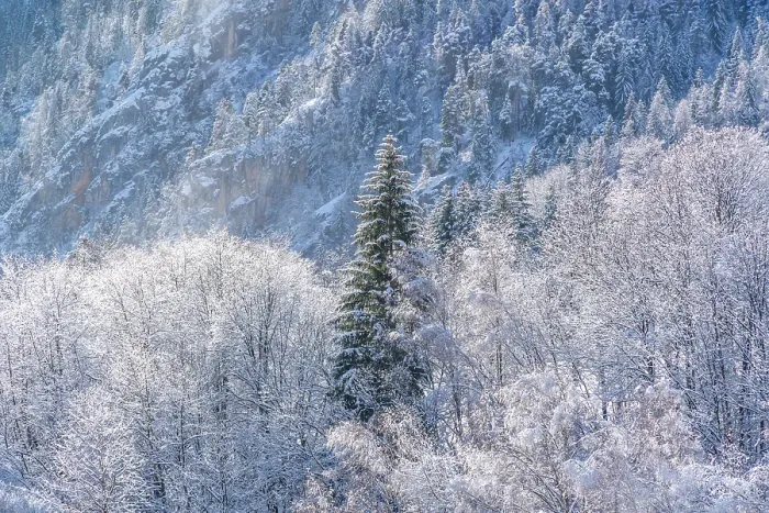 Framed Print : View of snow covered trees and mountain from Dolonne in winter, Courmayeur, Aosta Valley, Italian Alps, Italy Framed Print : View of snow covered trees and mountain from Dolonne in winter, Courmayeur, Aosta Valley, Italian Alps, Italy