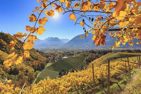 View of St. Valentin Church from vineyards, Merano, Val Venosta, Alto Adige-Sudtirol