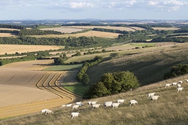 View over summer wheat fields and sheep from top of Beacon Hill, near Highclere, Hampshire
