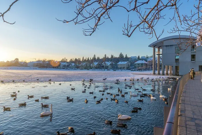 Framed Print : View of swans and ducks with Iceland model building in the city centre of Reykjavik in winter, Reykjavik, Iceland Framed Print : View of swans and ducks with Iceland model building in the city centre of Reykjavik in winter, Reykjavik, Iceland
