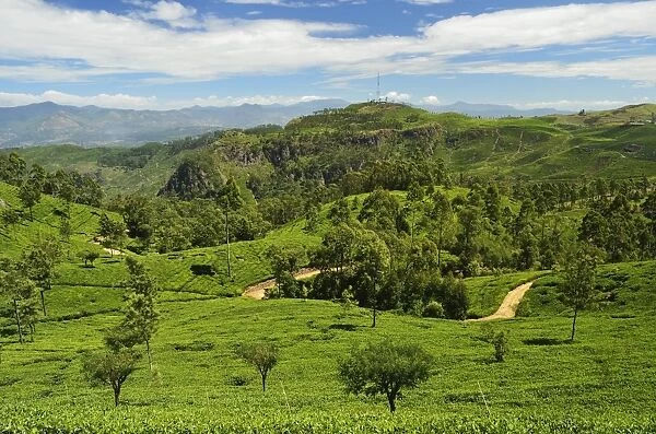 View of tea plantations from Liptons Seat, Haputale, Sri Lanka, Asia