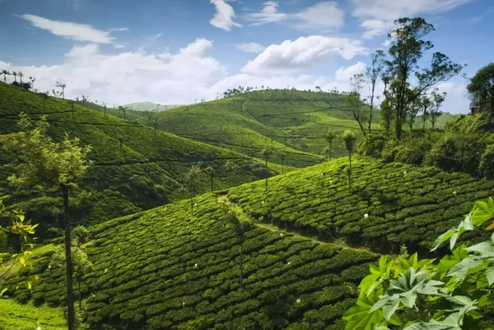 Framed Print : View over tea plantations, near Munnar, Kerala, India, Asia Framed Print : View over tea plantations, near Munnar, Kerala, India, Asia