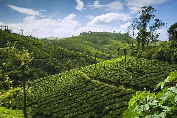 View over tea plantations, near Munnar, Kerala, India, Asia