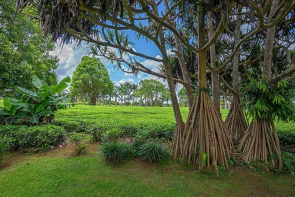 View of tea plants in field at Bois Cheri Tea Factory, Savanne District, Mauritius, Indian Ocean, Africa