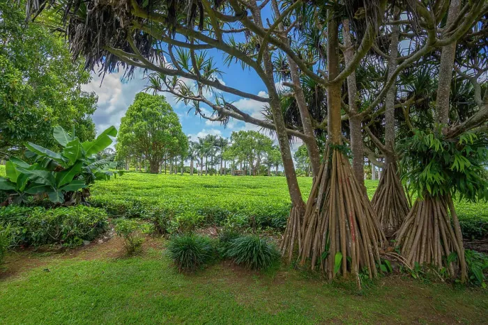 Framed Print : View of tea plants in field at Bois Cheri Tea Factory, Savanne District, Mauritius, Indian Ocean, Africa Framed Print : View of tea plants in field at Bois Cheri Tea Factory, Savanne District, Mauritius, Indian Ocean, Africa