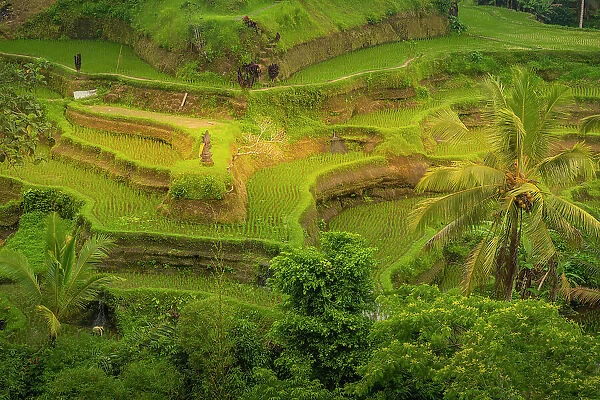 View of Tegallalang Rice Terrace, UNESCO World Heritage Site, Tegallalang, Kabupaten Gianyar, Bali, Indonesia, South East Asia, Asia