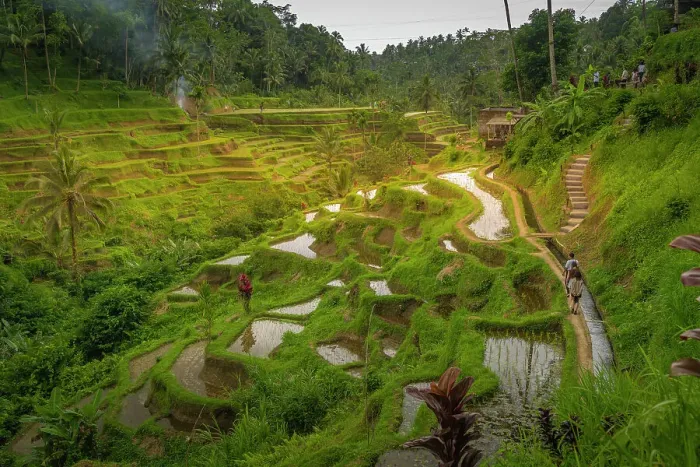 Framed Print : View of Tegallalang Rice Terrace, UNESCO World Heritage Site, Tegallalang, Kabupaten Gianyar, Bali, Indonesia, South East Asia, Asia Framed Print : View of Tegallalang Rice Terrace, UNESCO World Heritage Site, Tegallalang, Kabupaten Gianyar, Bali, Indonesia, South East Asia, Asia