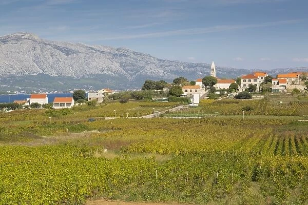 View of town and vineyard, Lumbarda, Korcula, Dubrovnik-Neretva County, Dalmatia