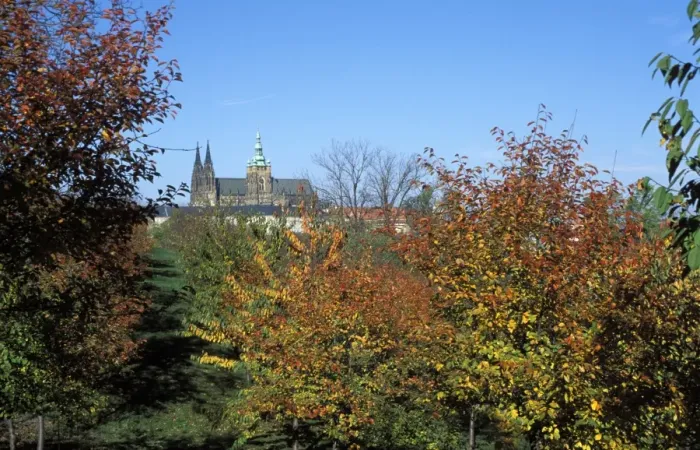 Framed Print : View of trees in autumn colours on Petrin Hill Gardens with Prague Castle in the distance Framed Print : View of trees in autumn colours on Petrin Hill Gardens with Prague Castle in the distance