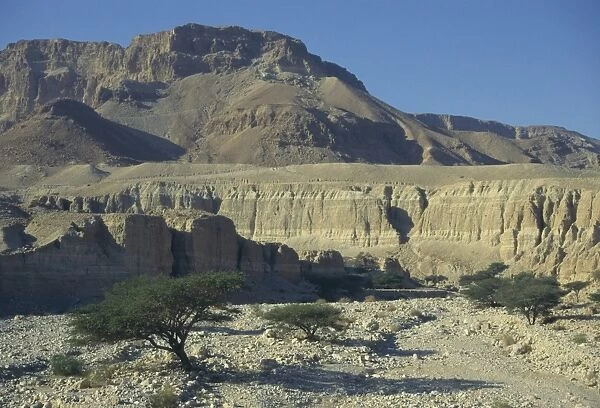 View with typical desert trees and cliffs