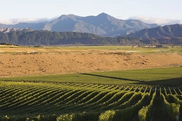 View over typical vineyard in the Wairau Valley, early morning, Renwick, near Blenheim
