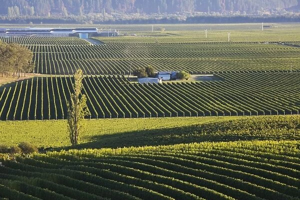 View over typical vineyards in the Wairau Valley, early morning, Renwick, near Blenheim