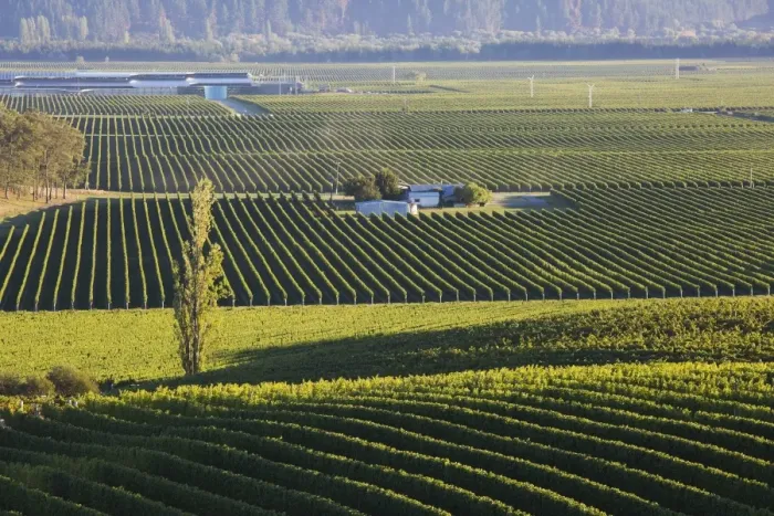 Framed Print : View over typical vineyards in the Wairau Valley, early morning, Renwick, near Blenheim Framed Print : View over typical vineyards in the Wairau Valley, early morning, Renwick, near Blenheim