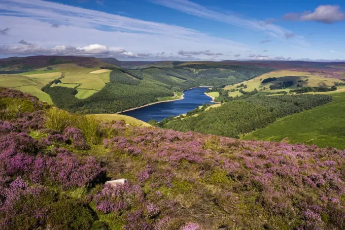 Framed Print : View of Upper Derwent Reservoir and flowering heather in August from Derwent Edge Framed Print : View of Upper Derwent Reservoir and flowering heather in August from Derwent Edge
