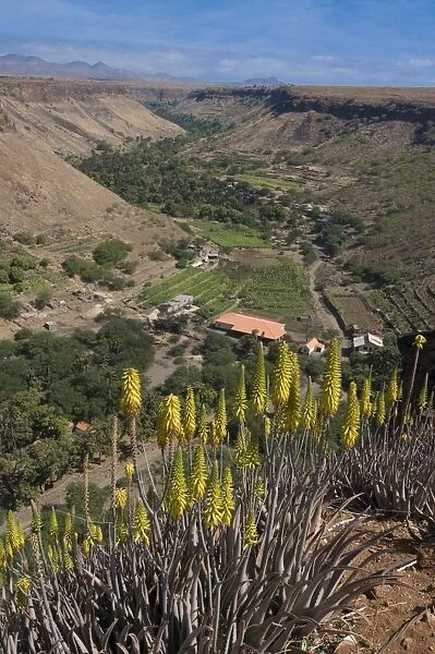 View over valley and blooms, Ciudad Velha (Cidade Velha), Santiago, Cape Verde Islands