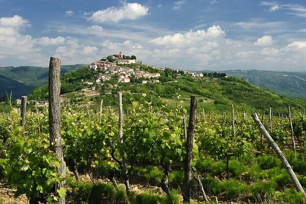 View over vineyard to hilltop town, Motovun, Istria, Croatia, Europe